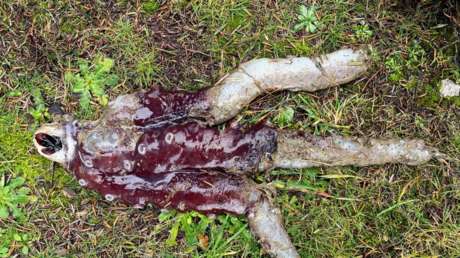 FOTO: Hallan en una playa un misterioso pulpo de 7 brazos de aguas profundas