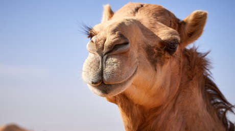VIDEO: Un camello patea a una mujer durante un evento navideño en una iglesia