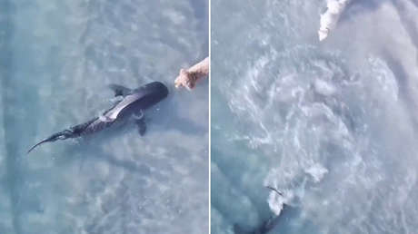 Perro y tiburón se ven las caras en un petrificante encuentro (VIDEO)