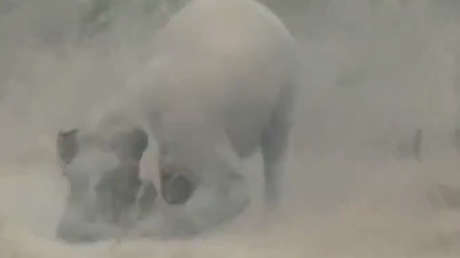 FUERTE VIDEO: Elefante pisotea a turista que buscaba una selfi