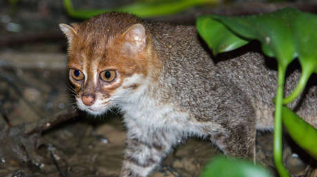 Redescubren un felino salvaje que se creía extinto desde hace tres décadas