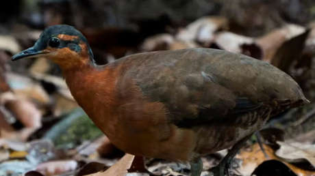 ¿'Dodo' amazónico? Hallan una dócil especie de ave en Brasil que está en riesgo de desaparecer