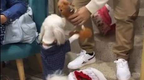 Ternura máxima: La emoción de un perrito al recibir su regalo de Navidad (VIDEO)