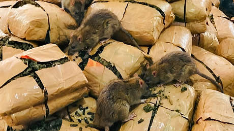 Ratas 'se comen' 200 kilos de marihuana y un tribunal deja sin efecto un caso de narcotráfico