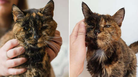 Flossie, la gata más longeva del mundo, cumple 30 años: esta es su historia