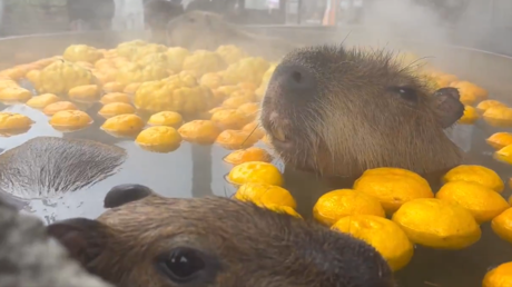 VIDEO: Capibaras disfrutan de un baño de agua caliente con yuzu en Japón