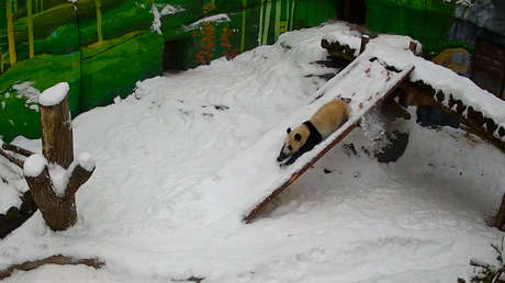 VIDEO ENTERNECEDOR de una panda deslizándose en la nieve en el zoo de Moscú