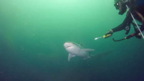 VIDEO: Tiburón gigante pasa a centímetros de la cámara de un buzo