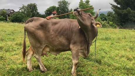 VIDEO: Esta es la primera vaca conocida en el mundo que usa herramientas