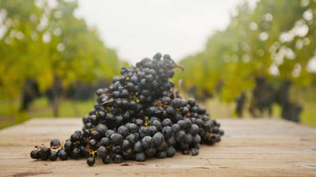 Un país latinoamericano supera a EE.UU. como principal exportador de uvas de mesa