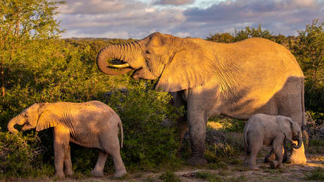 Un país asiático despliega tropas contra elefantes 'invasores'