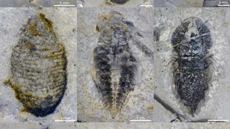 Hallan en China unas 100 especies de animales extintos hace 500 millones de años