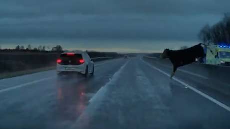 VIDEO: Una vaca suelta se pone a centímetros de causar un choque en autopista
