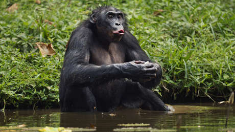 Los bonobos también juegan a 'hacer como si': revelan conductas de imaginación similares a las humanas