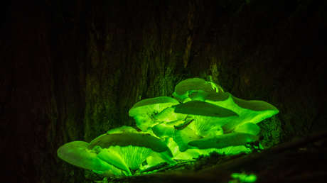 Crean en Rusia las primeras plantas luminosas del mundo