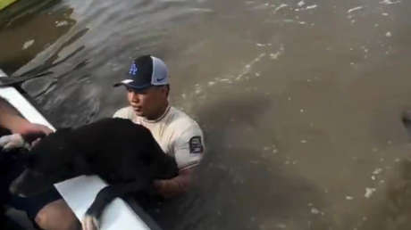 Perro exhausto nada hasta una lancha y es rescatado en medio de inundaciones (VIDEO)