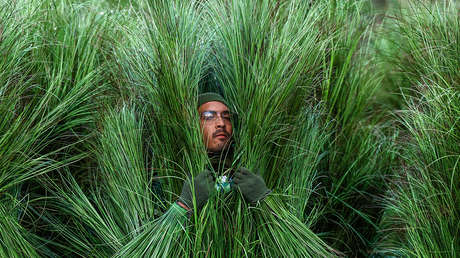 Esto es lo que cobraron los arbustos vivientes del 'show' de Bad Bunny en la Super Bowl