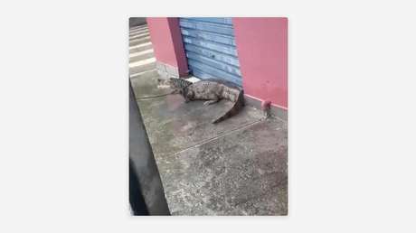 Dueño de la calle: un сaimán se pasea por una ciudad brasileña (VIDEOS)