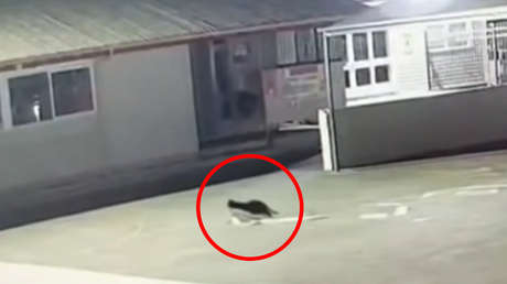 Captan 'in fraganti' a un 'ladrón en serie' de ropa interior (VIDEO)