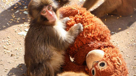 Bebé mono se aferra a su 'mamá' de peluche tras ser abandonado (VIDEOS)