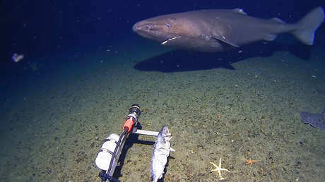 Hallazgo histórico en la Antártida: aparece una especie que la ciencia creía imposible