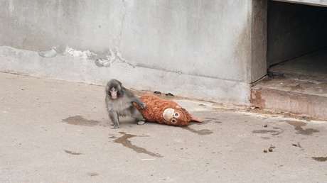 FOTOS: IKEA dona peluches al bebé mono abandonado Punch