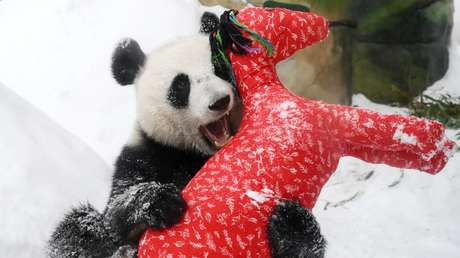 FOTOS CONMOVEDORAS: Así celebraron el Año Nuevo Chino los pandas del zoo de Moscú