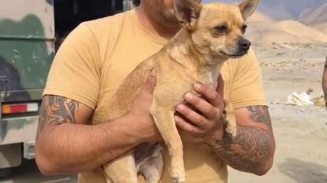 Un perro fue el único sobreviviente del accidente aéreo que dejó 15 muertos en Perú