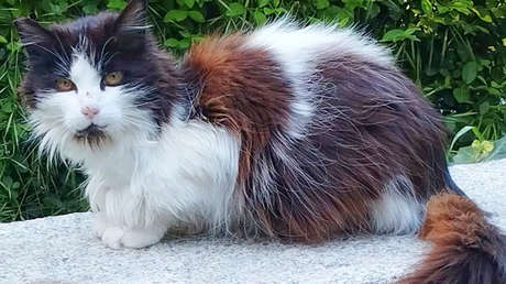 Desaparición y regreso de la gata más popular de El Retiro de Madrid