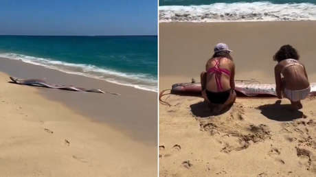 VIDEO: Dos 'peces del fin del mundo' aparecen varados en una playa de México