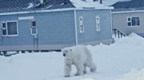 VIDEO: Oso polar se acostumbra a robar carne en un pueblo de Siberia