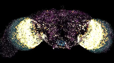 VIDEO: Crean la primera emulación digital del cerebro de un animal que puede controlar su cuerpo