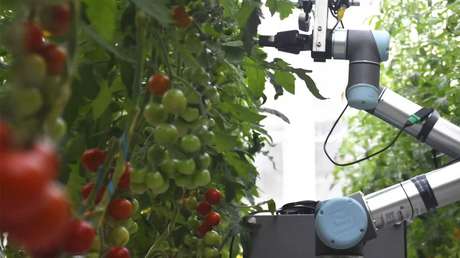 VIDEO: El robot chino que podría cambiar la agricultura a nivel mundial