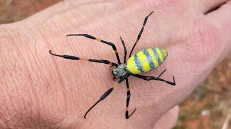 Arañas voladoras venenosas de tamaño gigante 'invaden' Estados Unidos
