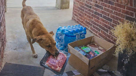 VIDEO: 'Pirata' en cuatro patas roba filetes de una entrega a domicilio