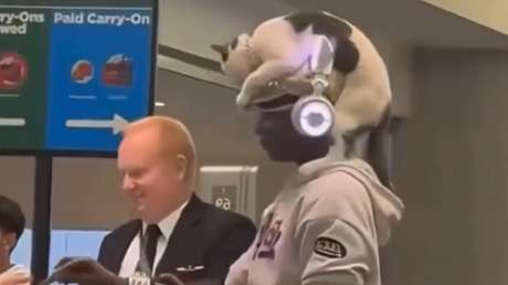 VIDEO: Pasajera de avión con un gato de 'sombrero' acapara las redes