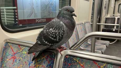 "¿Esta es tu parada?": Pasajero inesperado sorprende en un tren en EE.UU. (VIDEO)