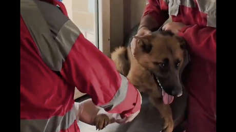 Veterinarios curan las heridas de un heroico perro de rescate iraní (VIDEO)