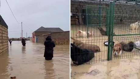 VIDEO: Perros son sacados en brazos de un refugio azotado por fuertes inundaciones