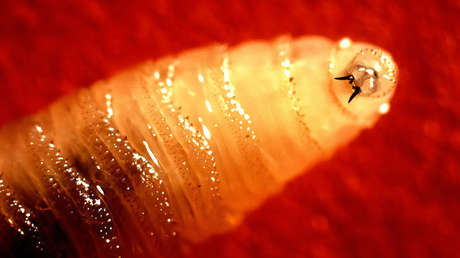 Una mosca carnívora se acerca a la frontera sur de EE.UU.