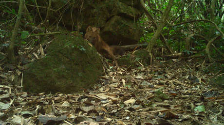 Un depredador considerado desaparecido es captado por una cámara trampa