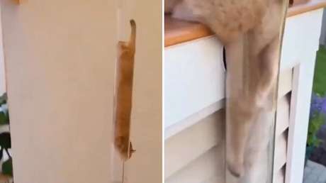 ¿Habilidad o IA?: Satisfactorios videos de gatos 'líquidos' deslizándose por tuberías