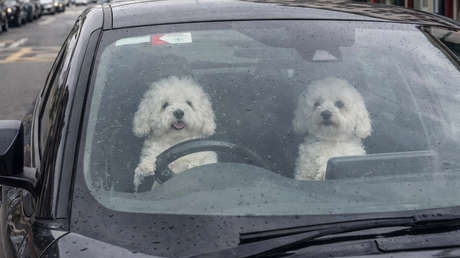 VIDEO: Dueños dejan a su mascota en el coche y pasa esto