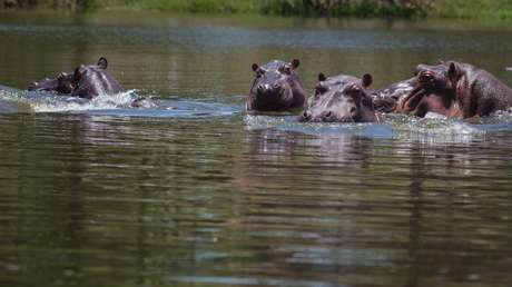 La drástica decisión que tomó el Gobierno de Colombia con los hipopótamos de Pablo Escobar