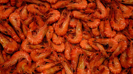 Un peligroso virus que antes solo afectaba a animales acuáticos ahora puede transmitirse a humanos