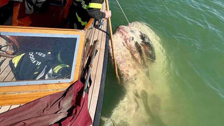 El cadáver de un enorme pez luna bloquea un canal en Venecia