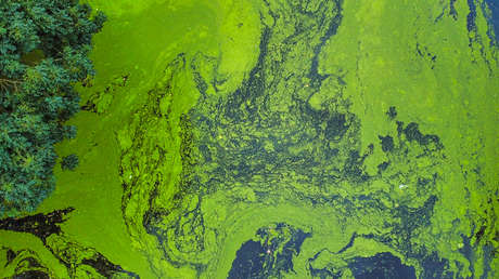 Hallan una bacteria carnívora en EE.UU. con una tasa de mortalidad del 20 % en 48 horas