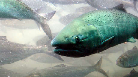 Un equipo de científicos implantó cocaína a salmones: ¿para qué?