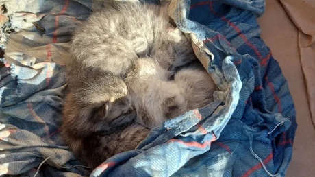 VIDEO: Salvan a 3 gatitos atrapados entre escombros por las inundaciones en el sur de Rusia