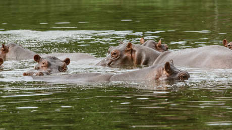 El destino a la muerte de los hipopótamos de Pablo Escobar da un inesperado vuelco